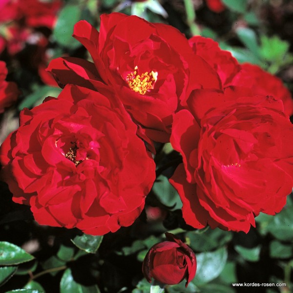 ULMER MUNSTER® ULMER MUNSTER®